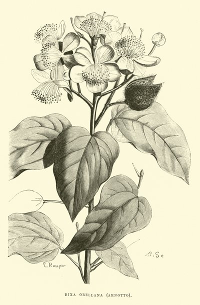 Bixa orellana, Arnotto de Edouard Riou